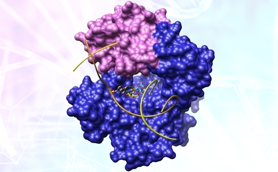 DNA Polymerases