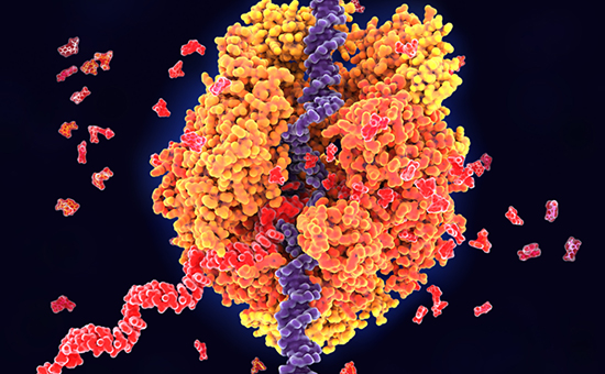 Invitro Transcription Reagents & Kits