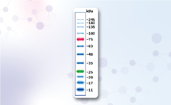 Protein Ladder