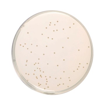 HiEncap™ Nutrient Agar