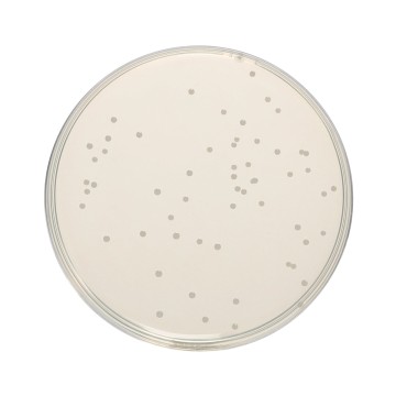 HiEncap™ Nutrient Agar