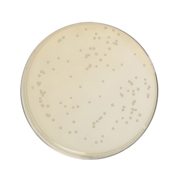 HiEncap™ Sabouraud Dextrose Agar