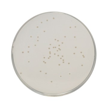 HiEncap™ Plate Count Agar (HiEncap™ Standard Methods Agar)