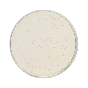 HiEncap™ Plate Count Agar (HiEncap™ Standard Methods Agar)