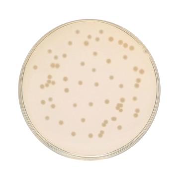 HiEncap™ Luria Bertani Agar, Miller (HiEncap™ Miller Luria Bertani Agar)