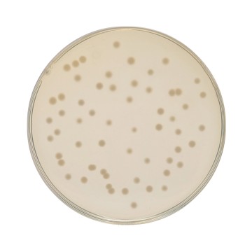 HiEncap™ Luria Bertani Agar, Miller (HiEncap™ Miller Luria Bertani Agar)