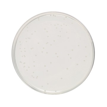 Tryptone Glucose Extract Agar, Granulated  (Tryptone Glucose Yeast Extract Agar,  Granulated)