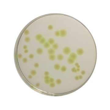 Cetrimide Agar Base, Granulated
