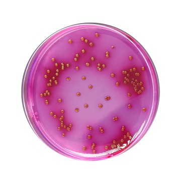 Endo Agar, Granulated