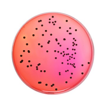 Xylose Lysine Deoxycholate Agar,  Granulated (XLD Agar, Granulated)