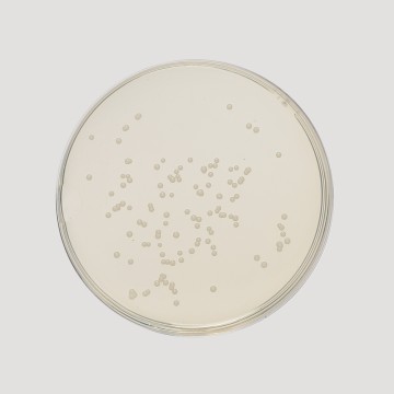 Sabouraud Maltose Agar, Granulated