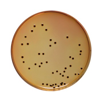 Deoxycholate Citrate Agar Medium,  Granulated