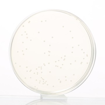 Blood Agar Base, Granulated  (Infusion Agar, Granulated)
