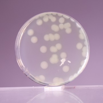 Mueller Hinton Agar No. 2, Granulated