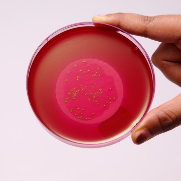 M-Endo Agar LES, Granulated