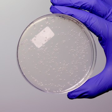 Dichloran Glycerol Medium Base, Granulated
