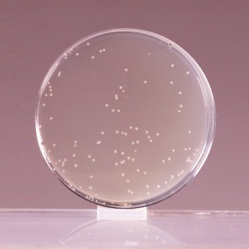 Luria Bertani Agar, Miller, Granulated  (Miller Luria Bertani Agar, Granulated)