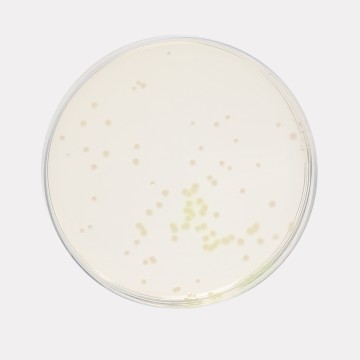 Pseudomonas Agar, Granulated (For Pyocyanin)