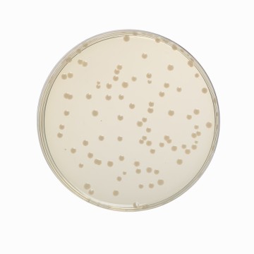 Nutrient Agar No.2, Granulated