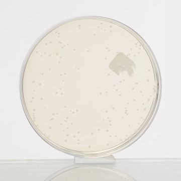 Rogosa SL Agar, Granulated