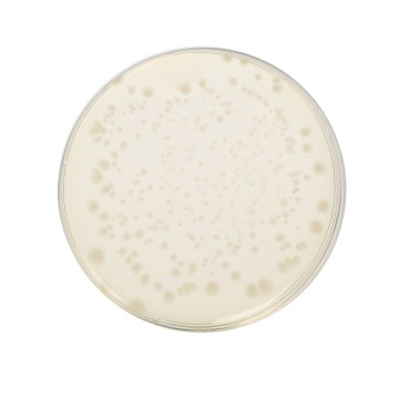 Reinforced Clostridial Agar, Granulated