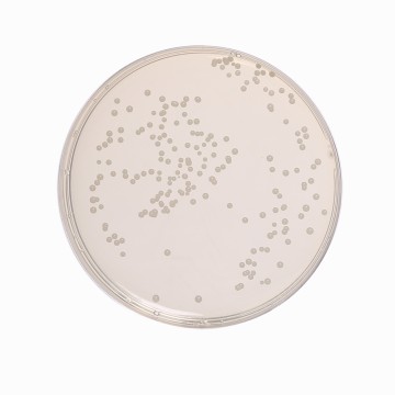 Yeast Glucose Chloramphenicol  Agar, Granulated