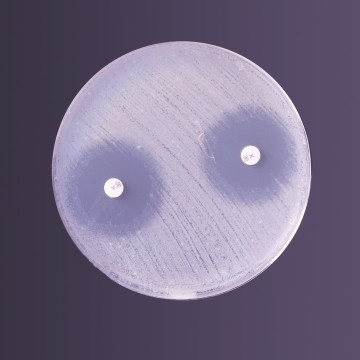 Antimicrobial Inhibitor Test Agar pH 6.0, Granulated