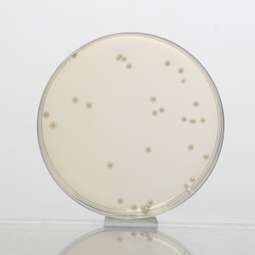 Mueller Hinton Agar, Granulated