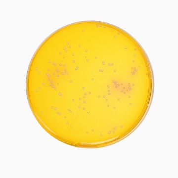 D.T.M. Agar Base, Granulated  (Dermatophyte Test Agar Base, Granulated)
