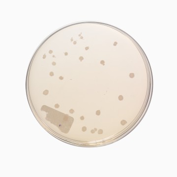 Anaerobic Agar (Brewer), Granulated