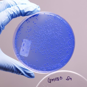 China Blue Lactose Agar, Granulated