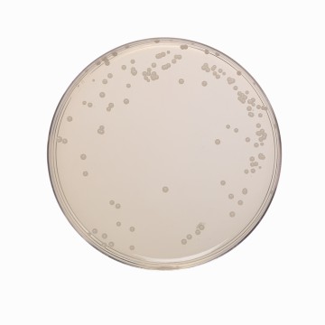 Orange Serum Agar, Granulated