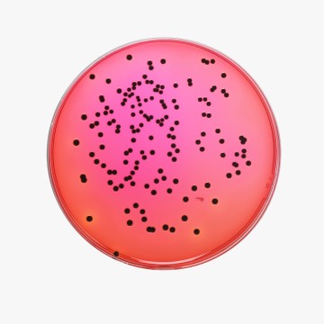 Xylose-Lysine Deoxycholate Agar,  Granulated 