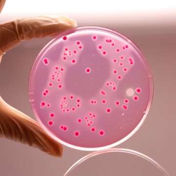 Violet Red Bile Glucose Agar w/o Lactose