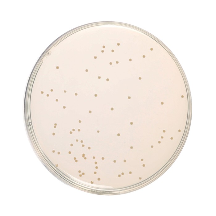 HiEncap™ Nutrient Agar