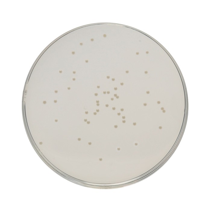 HiEncap™ Plate Count Agar (HiEncap™ Standard Methods Agar)