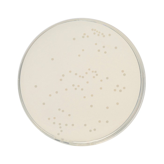 HiEncap™ Plate Count Agar (HiEncap™ Standard Methods Agar)