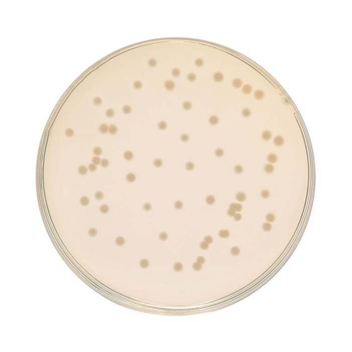 HiEncap™ Luria Bertani Agar, Miller (HiEncap™ Miller Luria Bertani Agar)