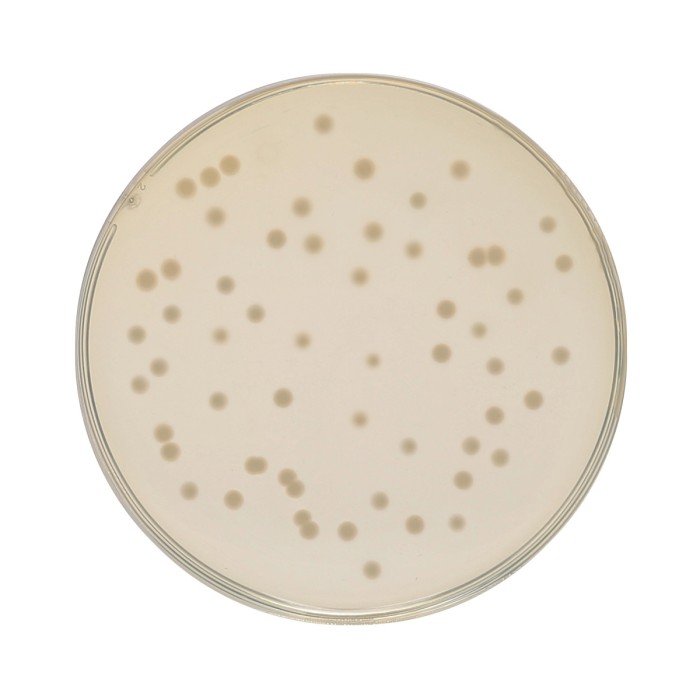 HiEncap™ Luria Bertani Agar, Miller (HiEncap™ Miller Luria Bertani Agar)