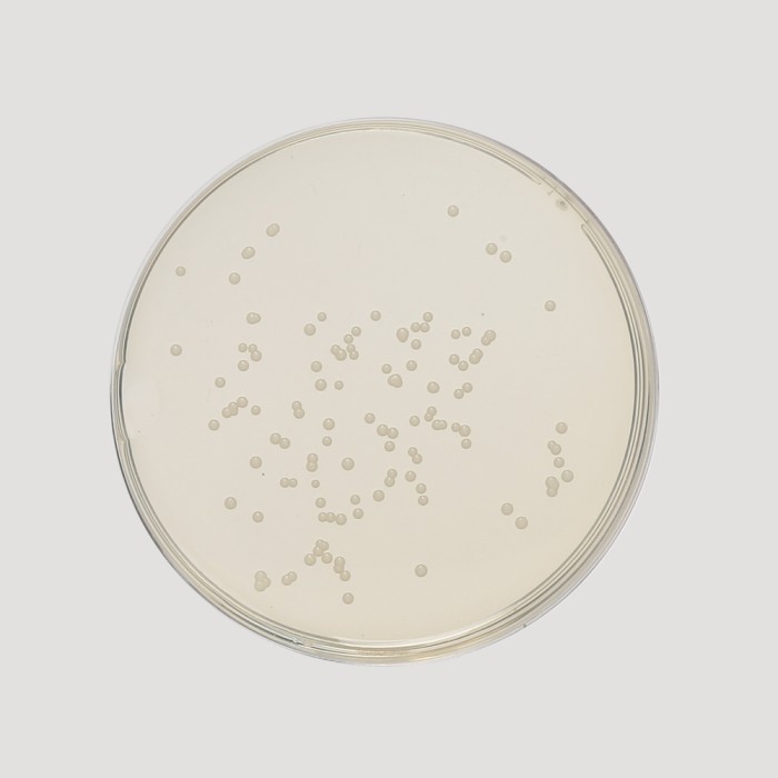 Sabouraud Maltose Agar, Granulated