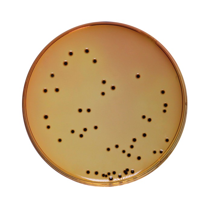 Deoxycholate Citrate Agar Medium,  Granulated