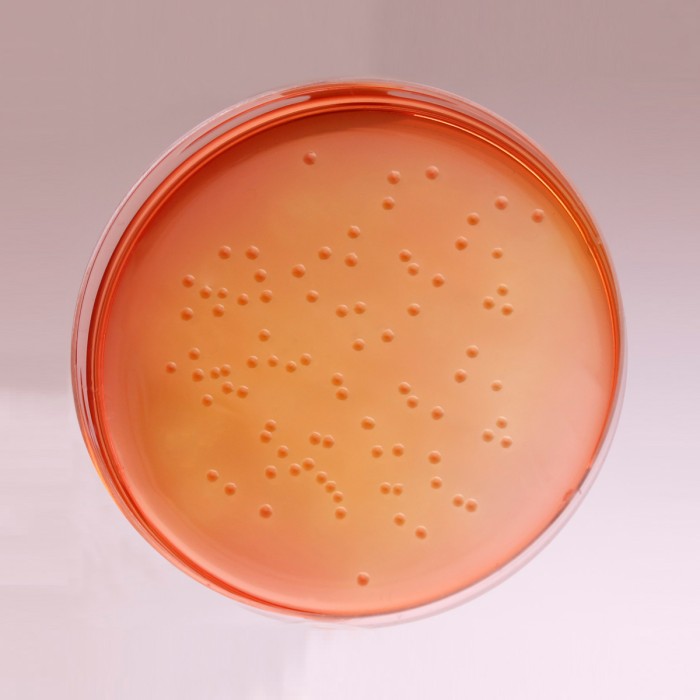 MacConkey Agar w/o CV, NaCl w/ 0.5% Sodium Taurocholate, Granulated