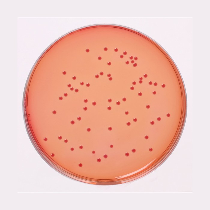MacConkey Agar w/o CV, NaCl w/0.5% Bile Salts, Granulated