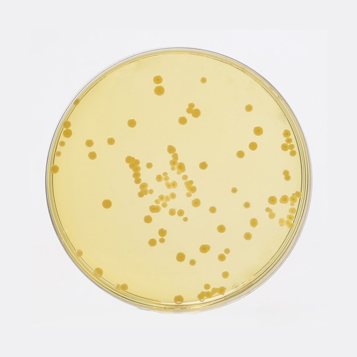 Dextrose Tryptone Agar, Granulated