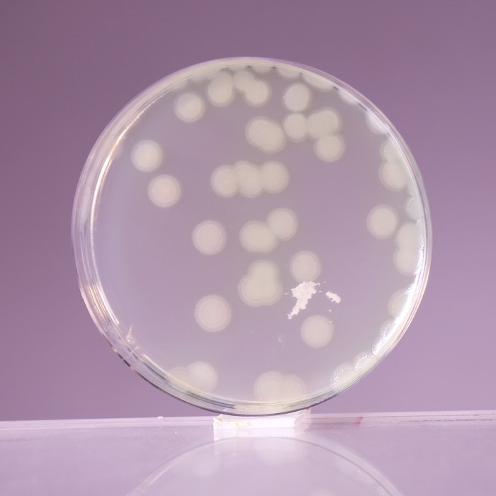 Mueller Hinton Agar No. 2, Granulated