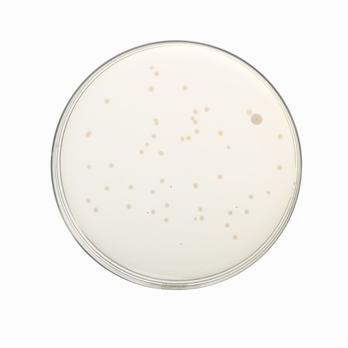 Luria Bertani Agar, Modified,  Granulated