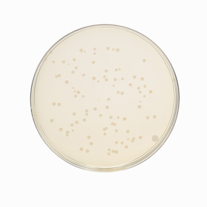 Tryptone Soya Yeast Extract Agar,  Granulated