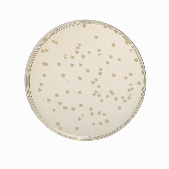 Nutrient Agar No.2, Granulated