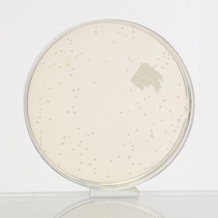 Rogosa SL Agar, Granulated
