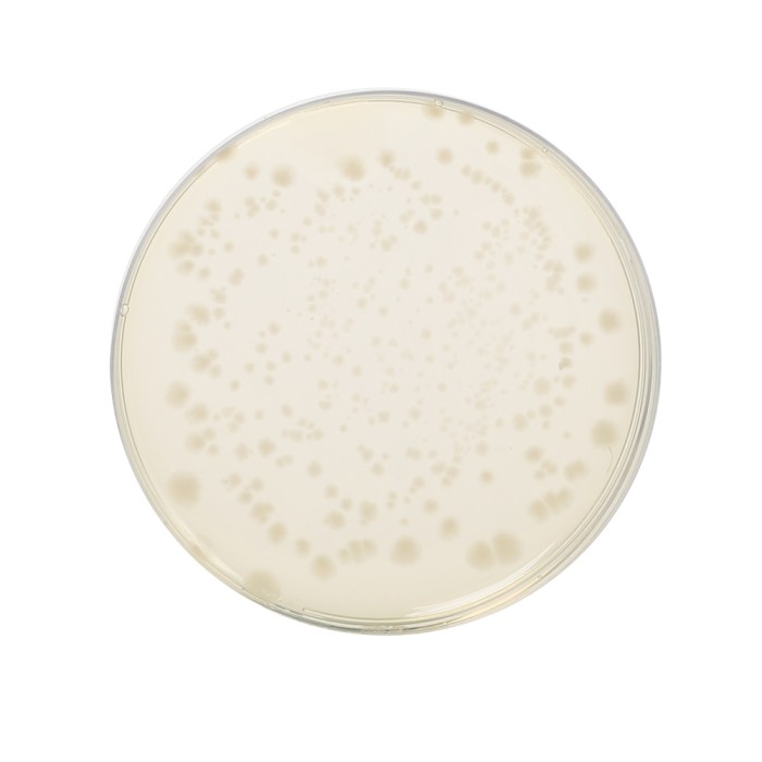 Reinforced Clostridial Agar, Granulated